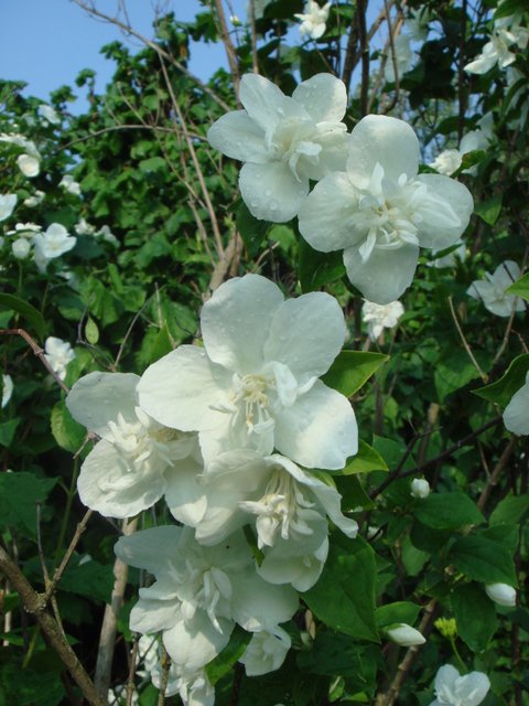 Philadelphus x lemoinei 'Banniere' fleur P1B